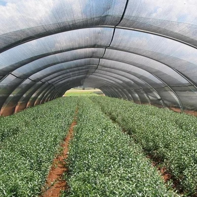 Aiavarjuriie taimedele 40% päikesepaistest blokeeritud